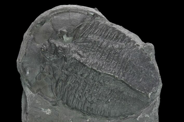 Huge, Elrathia Trilobite Fossil - Utah #139574